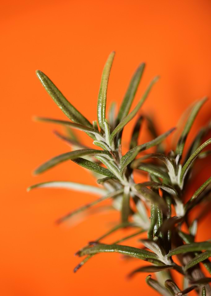 Rosmarinus officinalis