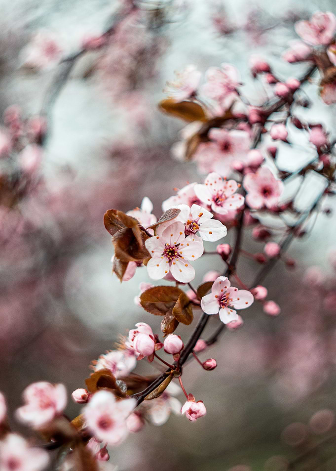 Floral composition