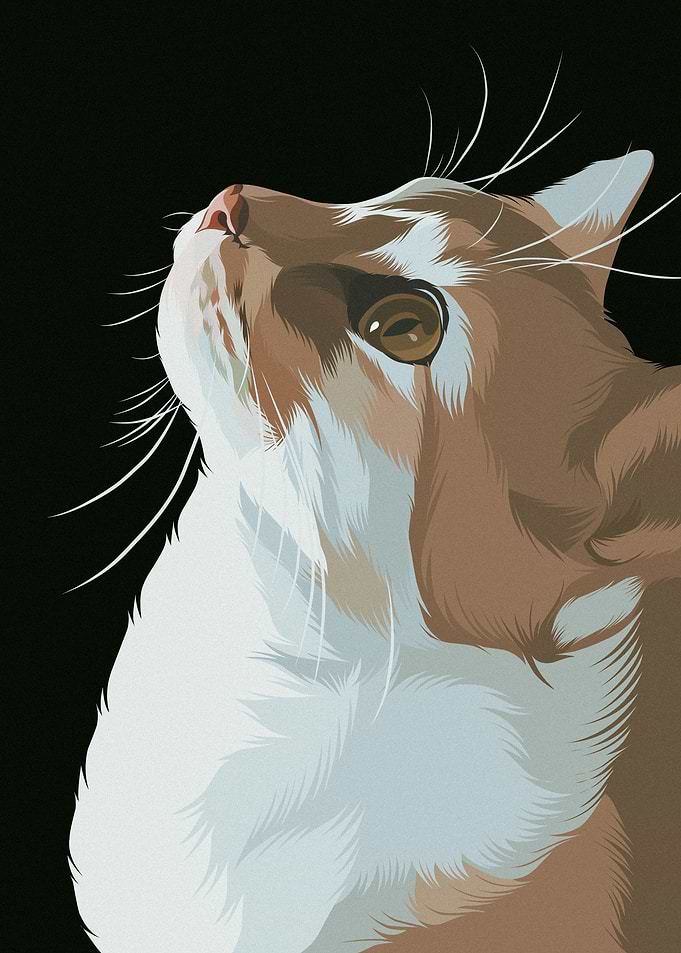 Orange Cat