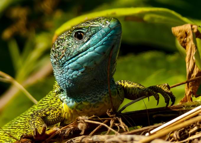 Lizard