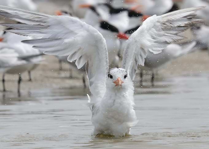 Bird Bath