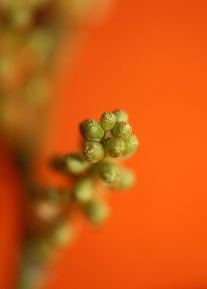 Prunus lusitanica fruits