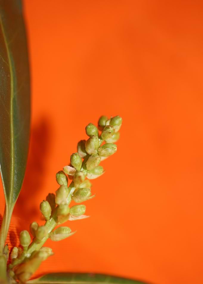 Prunus lusitanica fruits