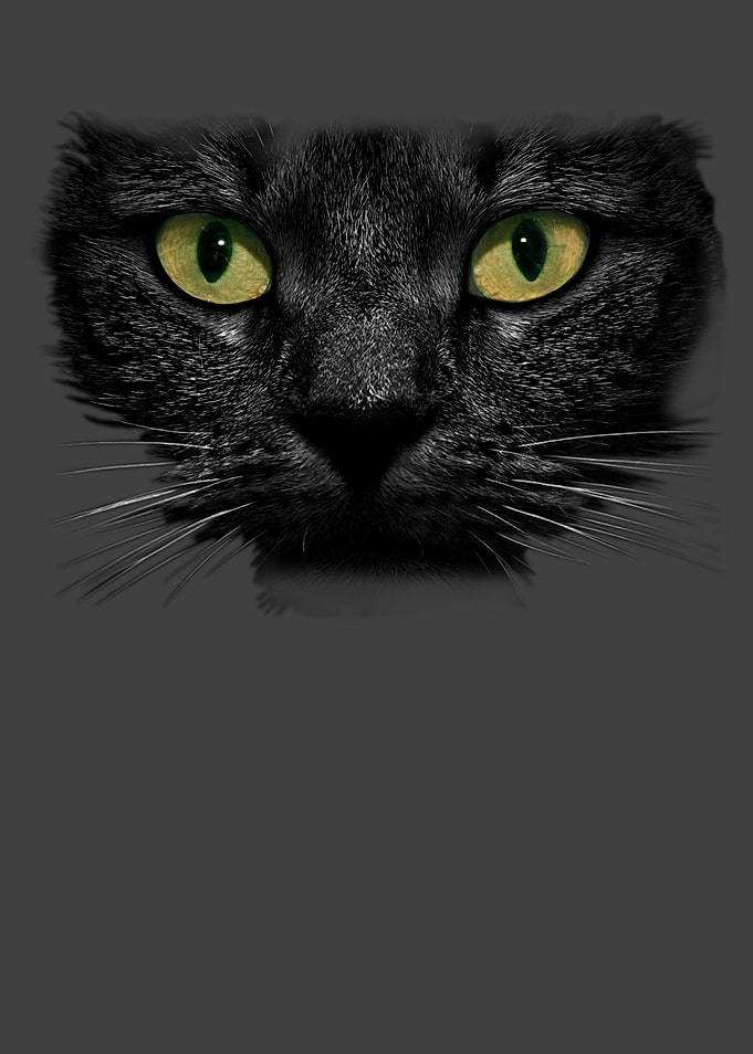 Black Cat Face Cat Lover