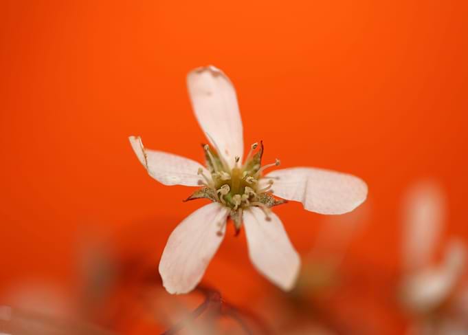 Prunus spinosa rosaceae