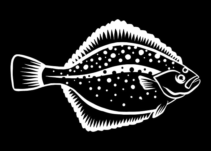 Flounder