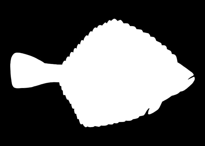 Flounder