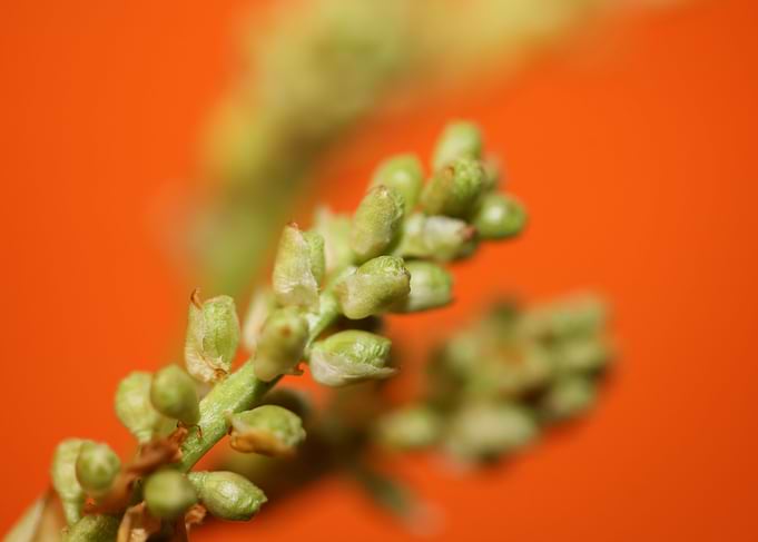 Prunus lusitanica fruits