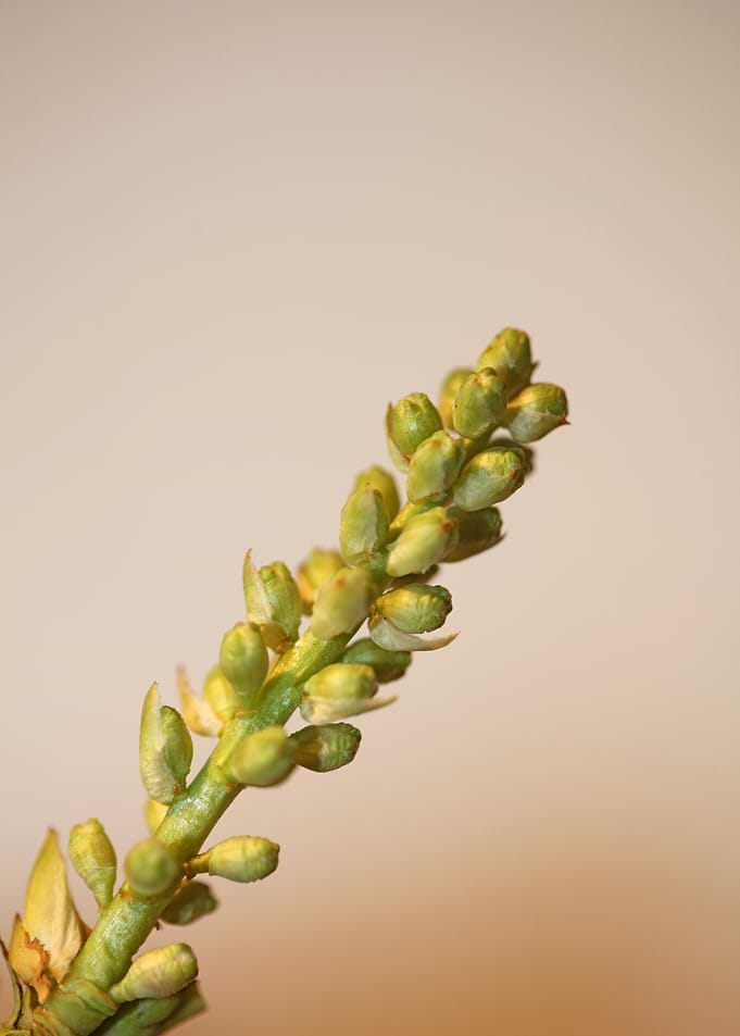 Prunus lusitanica fruits