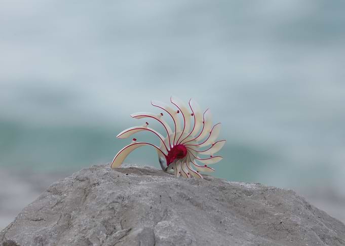 Conch shell