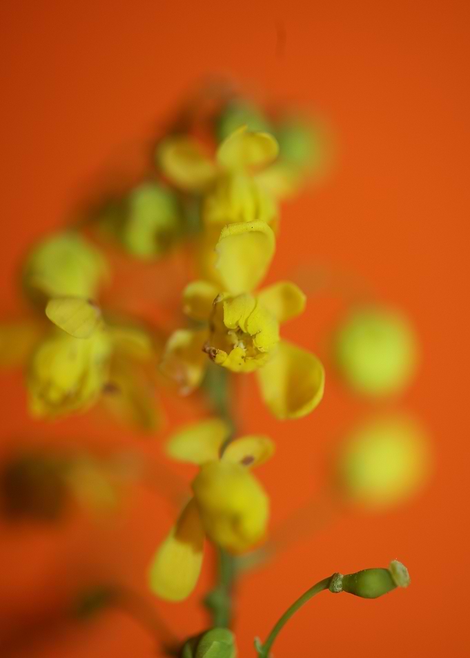 Berberis flower home decor