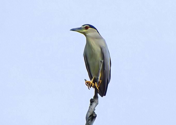 Night heron