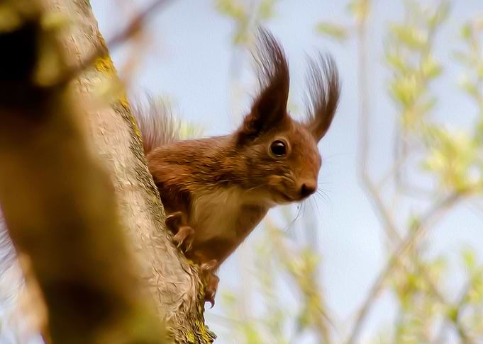 Squirrel