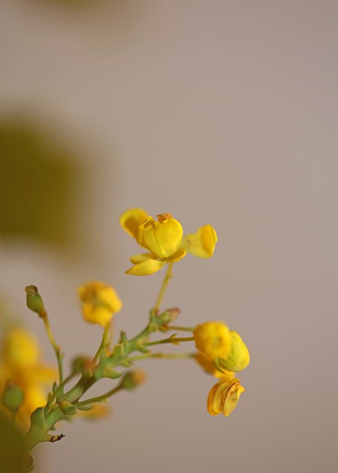 Berberis flower home decor