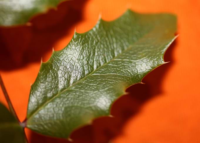 Berberis aquifolium macro