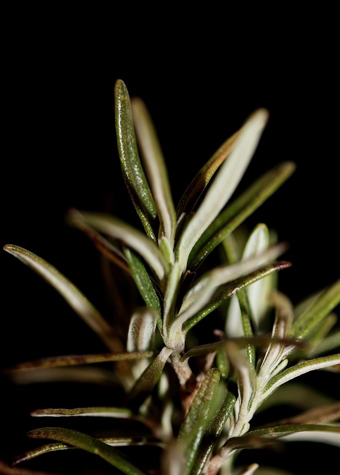 Rosmarinus officinalis