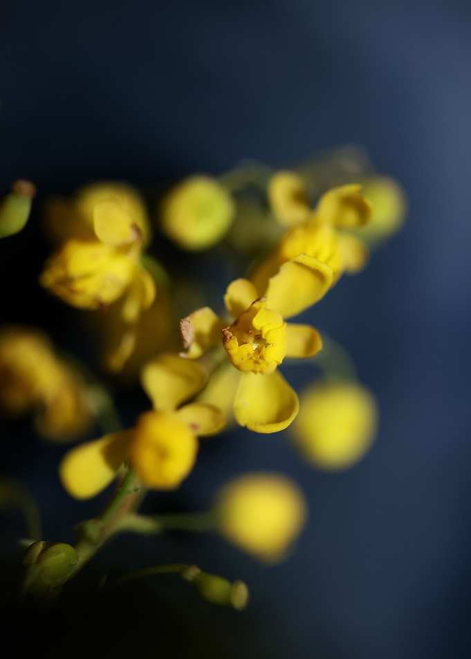 Berberis flower home decor