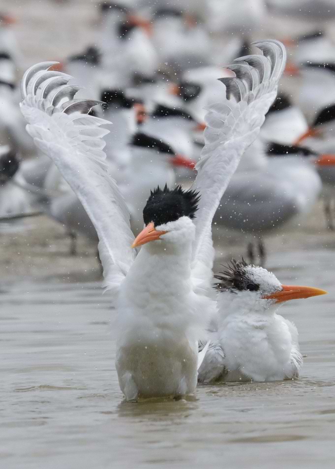 Royal Tern
