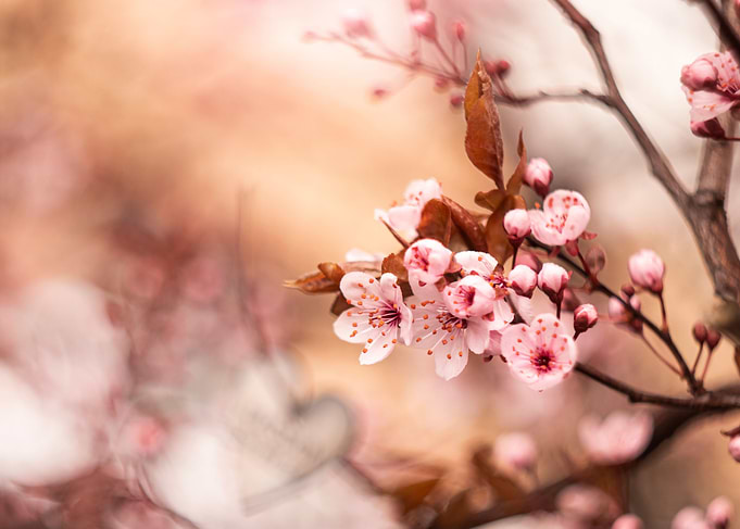 Floral composition