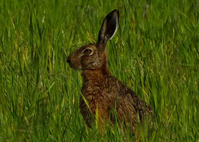 Rabbit