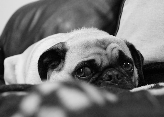 the Pug is Awake