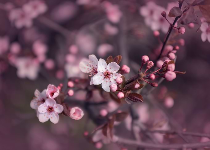 Pink cherry blossom flower