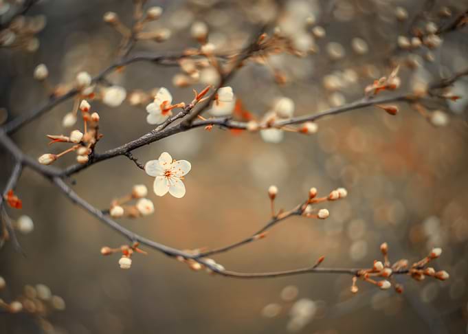 Spring trees, white flower