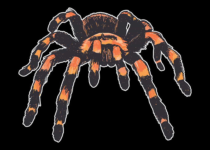 Tarantula Terrarium Spider
