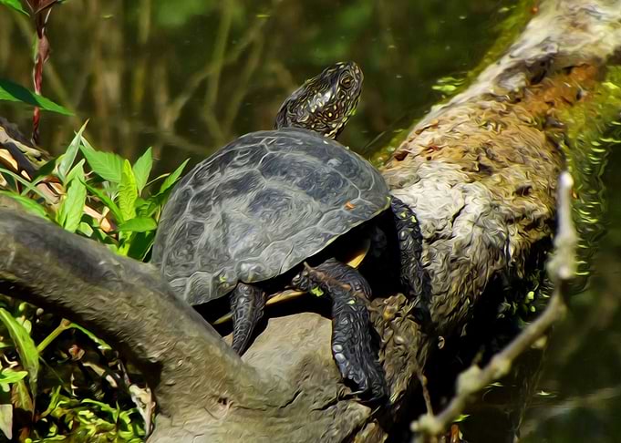 Turtle