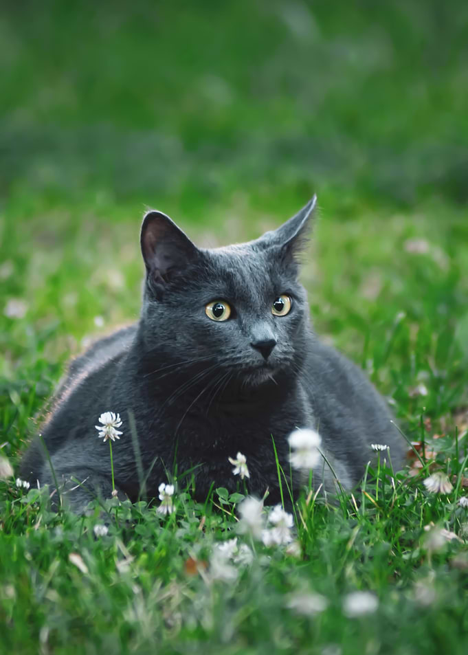 Outdoors cat