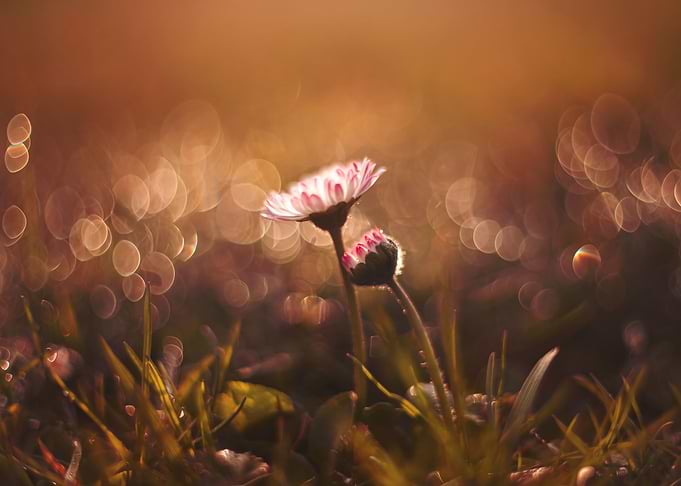 Floral composition