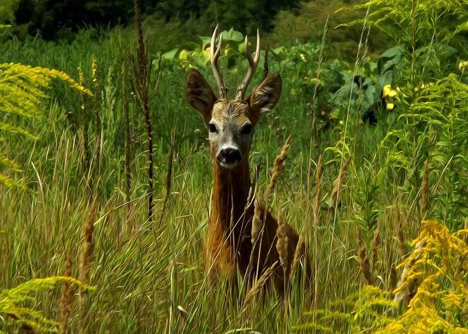 Roebuck