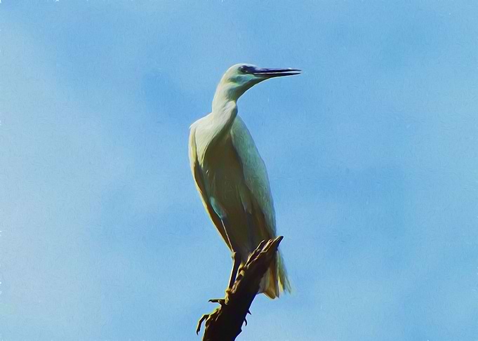 Egret