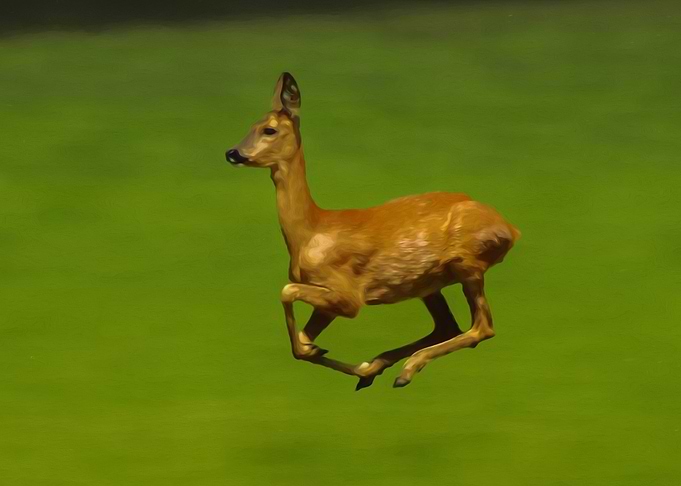 Jumping doe