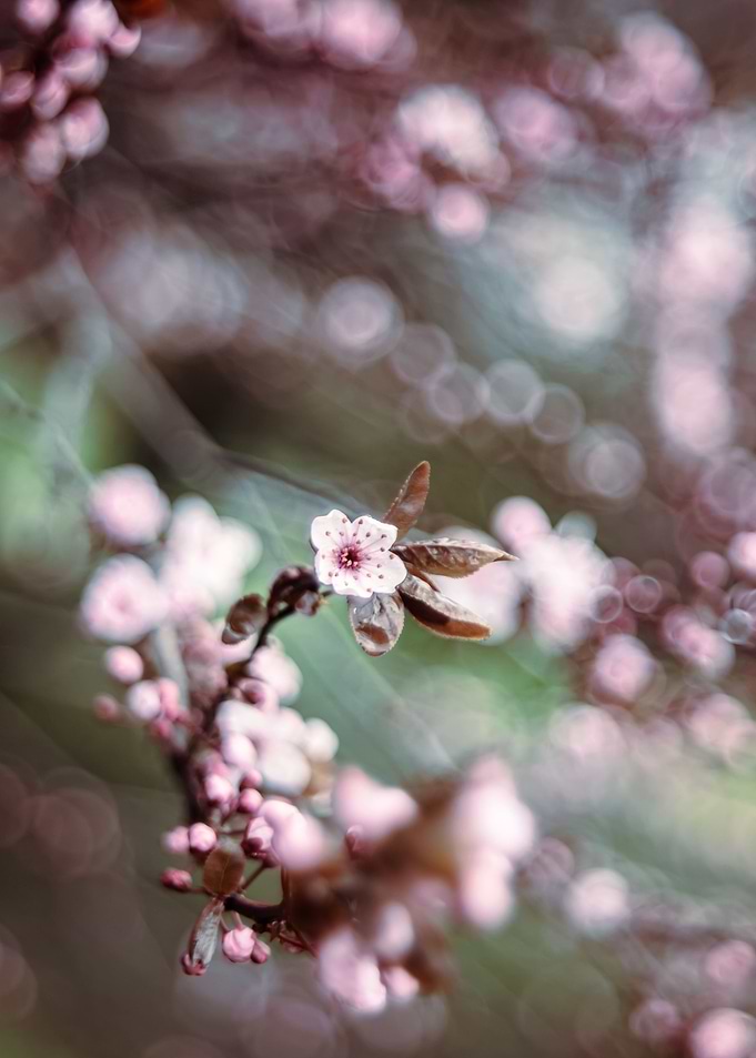 Spring trees, pink flower