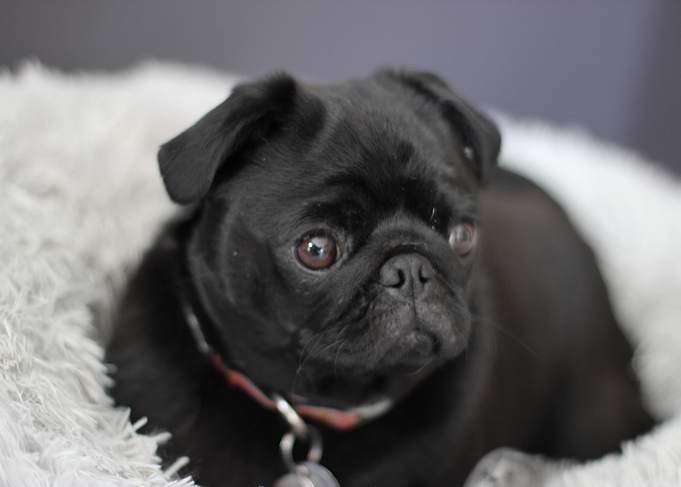 Black pug on a Cushion