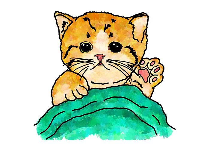 Cute Little Cat