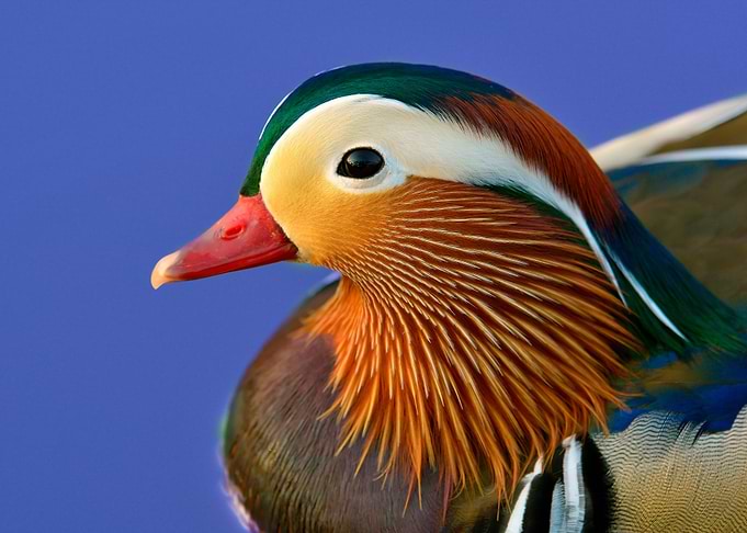Ducks