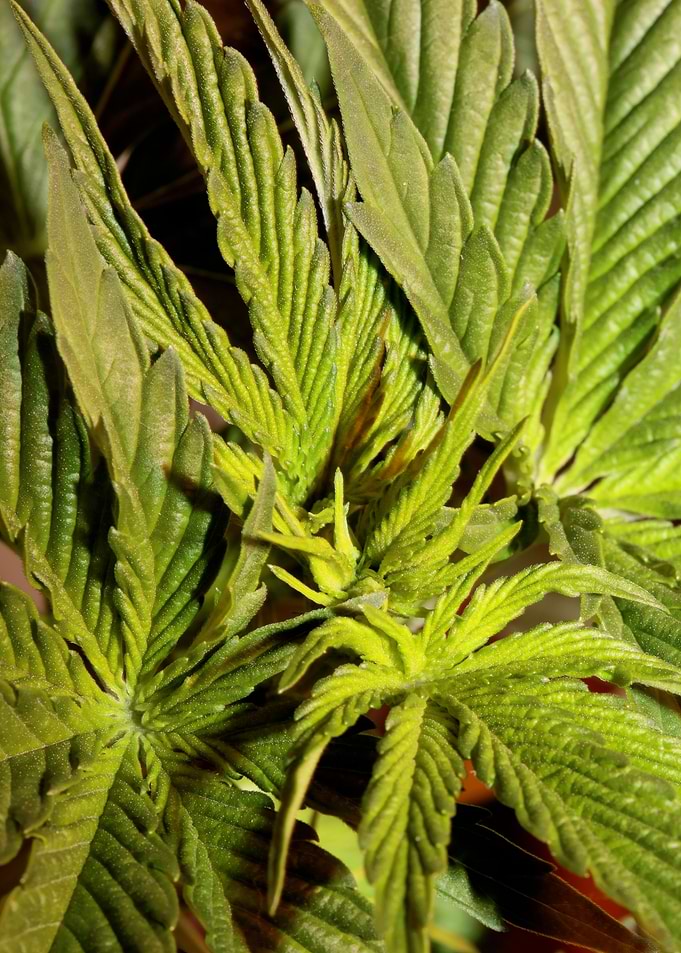 Cannabis sativa leaves