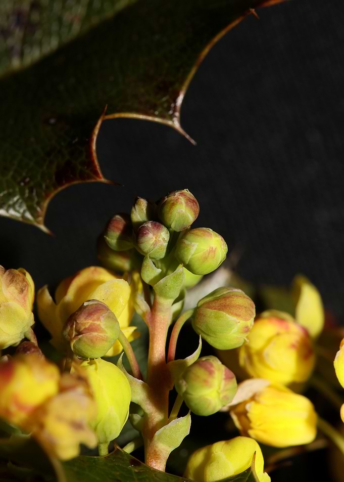 Berberis aquifolium flower