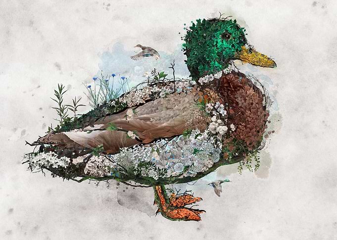 Mallard Duck