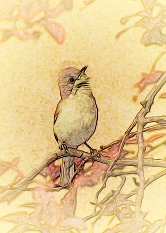 Blackcap