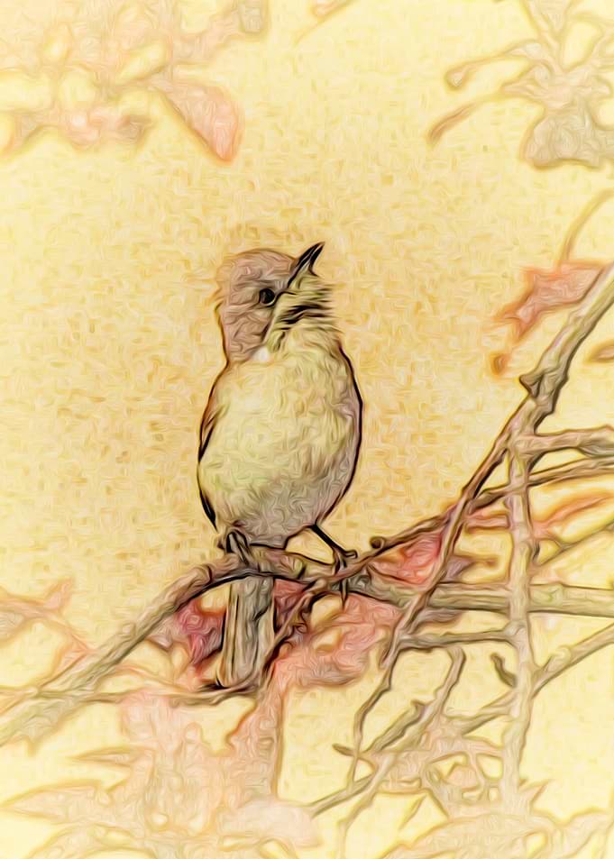 Blackcap