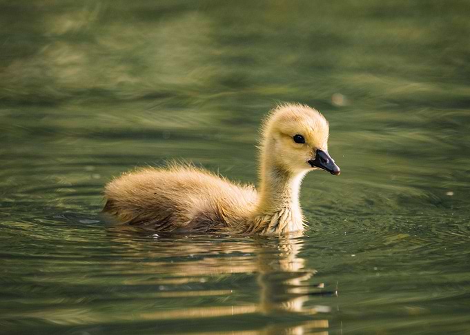 Ducks