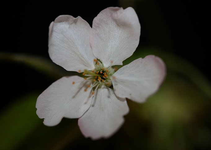 Prunus flower blossoming