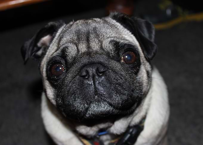 Yes this is Pug