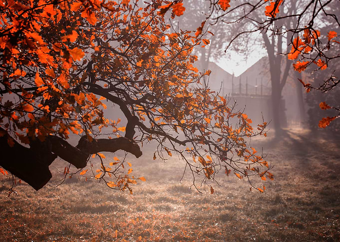 Autumn foggy dawn in park