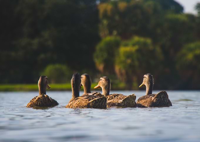 Ducks