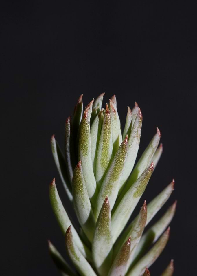 Sedum ochroleucum flower