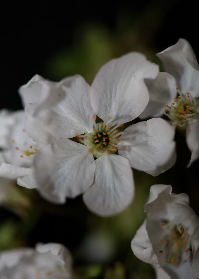 Prunus white flower macro